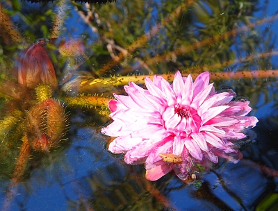 [A large, pink, multi-petaled blooms which seems more like a flower seen on land rather than one on water.]